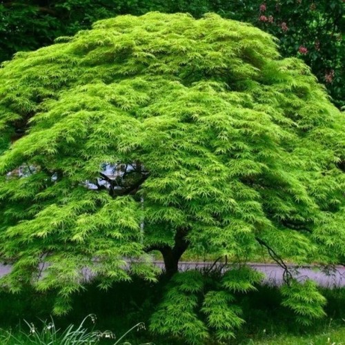 Acer palmatum emerald lace - acer,