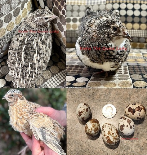 Jumbo quail hatching eggs - 75,