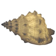 Mini Small Conch Shell Lamp