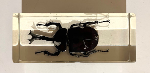 Japanese rhinoceros beetle - japanese,