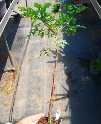 Rare plant cacti - plant, adenia