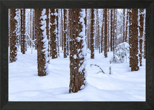 Tree trunks framed wall - wall, art