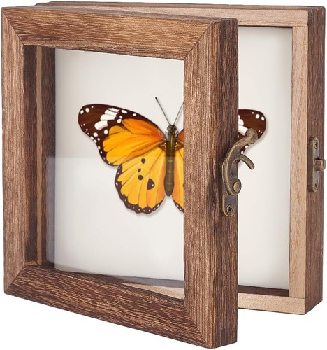 Ahandmaker insect display - insect,