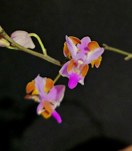 Rare phalaenopsis pulcherrima - rare,