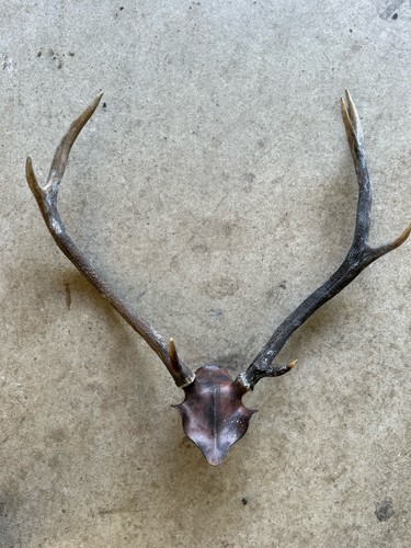 Red stag mounted antlers - stag,