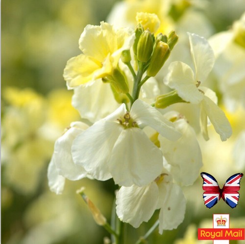 English wallflowers seeds - wallflowers, 50