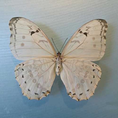 Morpho polyphemus the white - morpho,