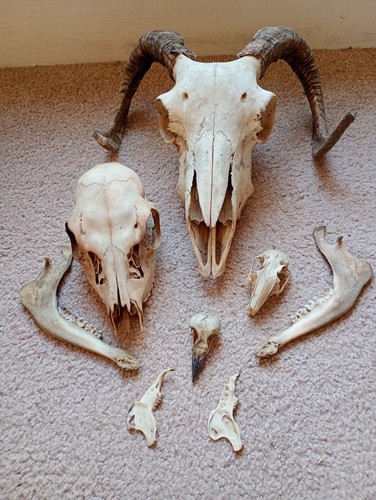 Ram skull and assorted - and, others