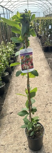Lonicera periclymenum