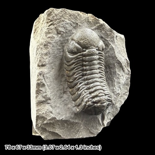 Reedops trilobite fossil - fossil, a