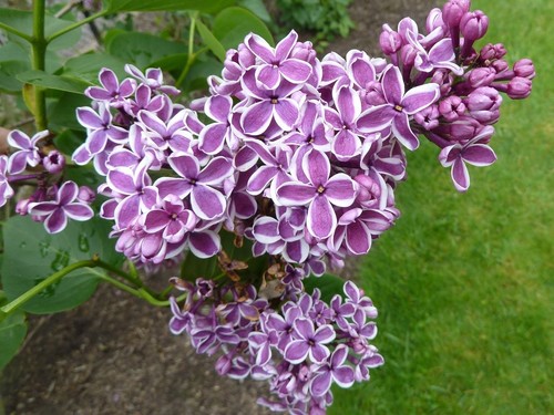 5ft syringa lilac - 2-2.5ft,