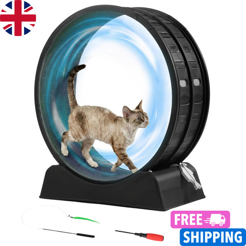 Cat exercise wheel - exercise,