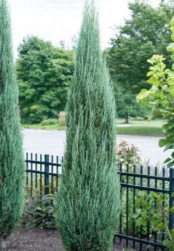 Evegreen conifer juniperus - evegreen,