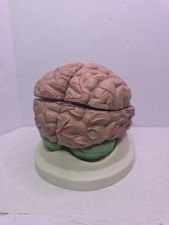 Anatomical Chart Company