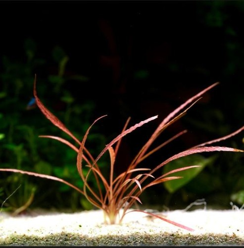 Cryptocoryne spiralis red rare - spiralis,