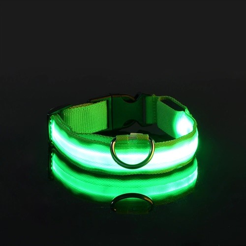 Dog led collar blinking - dog,