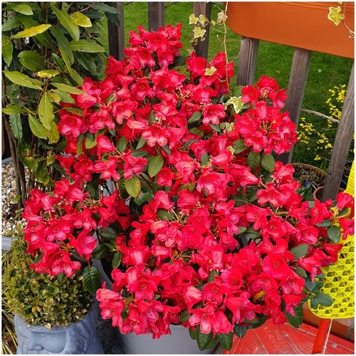 Litre dwarf rhododendron - 2,