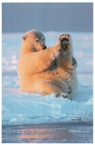 Polar bear playing the - bear, in