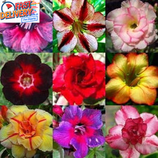 Adenium obesum mixed colours - obesum,