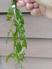 Curly Pondweed Potamogeton Crispus Aquarium Pond Live Water Plant oxygenator