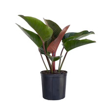 Red Congo Live Philodendron