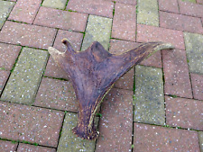 Moose Antler Home Cottage Loft Any Craft Collector Weight Over 1kg A-4