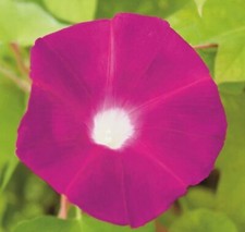 MORNING GLORY SEEDS COLLECTION - Climbing/Ipomoea/convolvulus/Vine/trellis seeds
