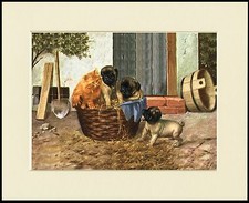 PUG PUPS AND GINGER CAT LOVELY