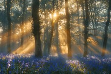 Bluebell Woodland Forest Canvas Picture Print Wall Art