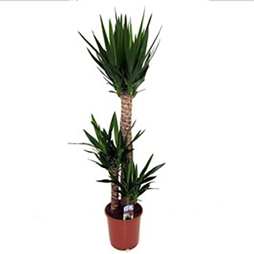 Indoor yucca plant stem - indoor,