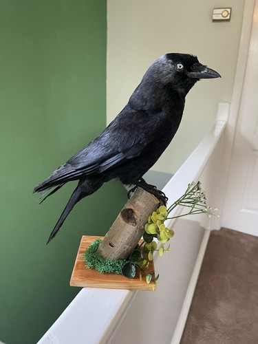Taxidermy corvid this not - is,