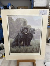 NIgel Hemming - Black Labradors   - Mounted - In Stock