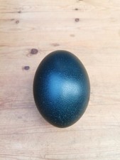 Blown Emu Egg 