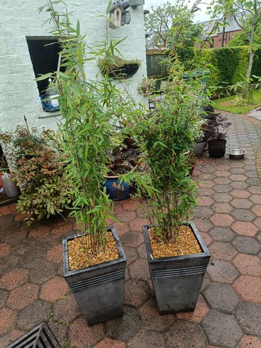 Black pearl ornamental bamboo - ornamental,