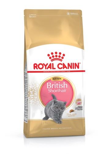 British shorthair kitten dry - british,