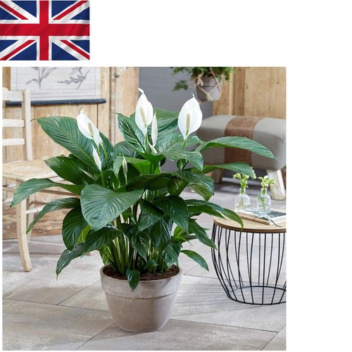 Stunning real peace lily - real, plant