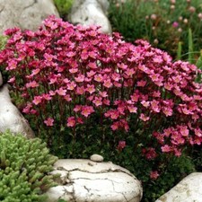 Saxifraga arendsii rose - x3,