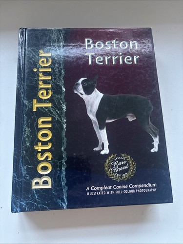 Boston terrier adam - boston,