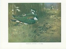 Original Old Vintage Print Lapwings 70Yr Bird 1932 A