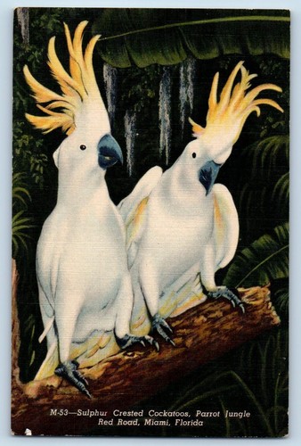 Miami florida postcard - miami,