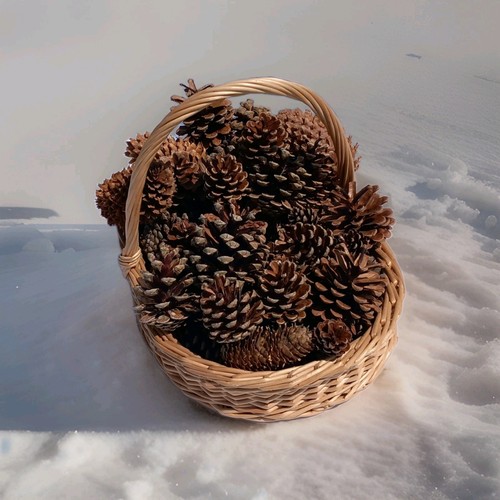 Pinecones over 50 quality - 50,