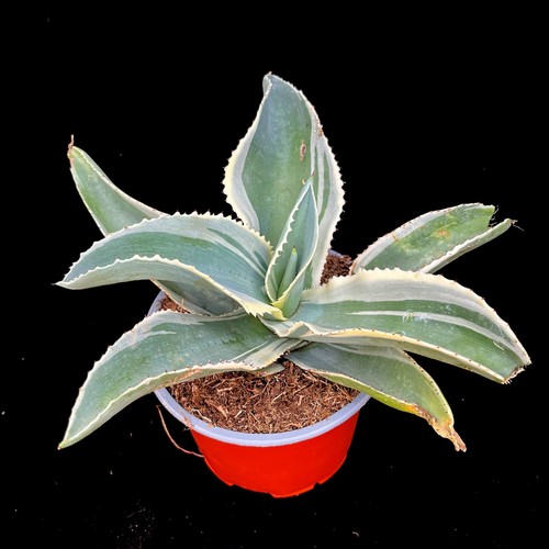 Agave gypsophila ivory - ivory, coast