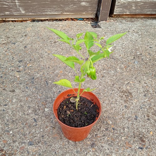 Natural home grown chilli - 1,