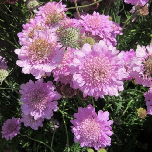 Scabiosa incisa plug plants - scabiosa,