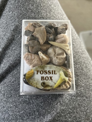 Fossil box british fossils - fossil,