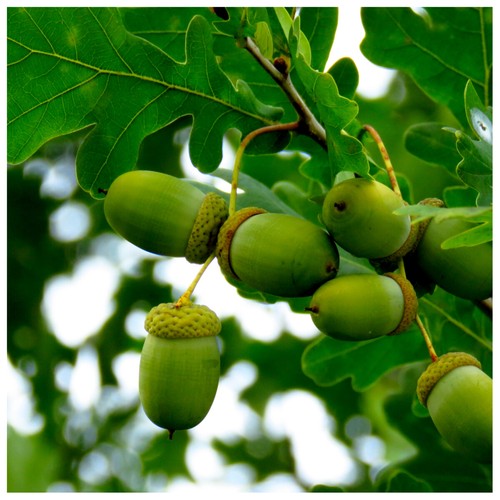 English oak trees quercus - 3, trees,