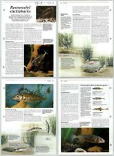 Resourceful Sticklebacks - Fish - The Living Countryside 2 Pages