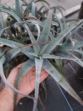 Large Aloe Newtonii Cutting, Super Rare Plant. Never Offered! 
