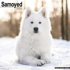 Samoyed dog "12  x 12" Square