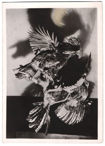 Photograph cockfighting - of,